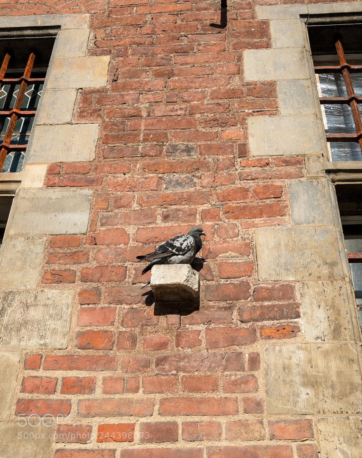 Sony a7R II sample photo. Pigeon rests on old photography