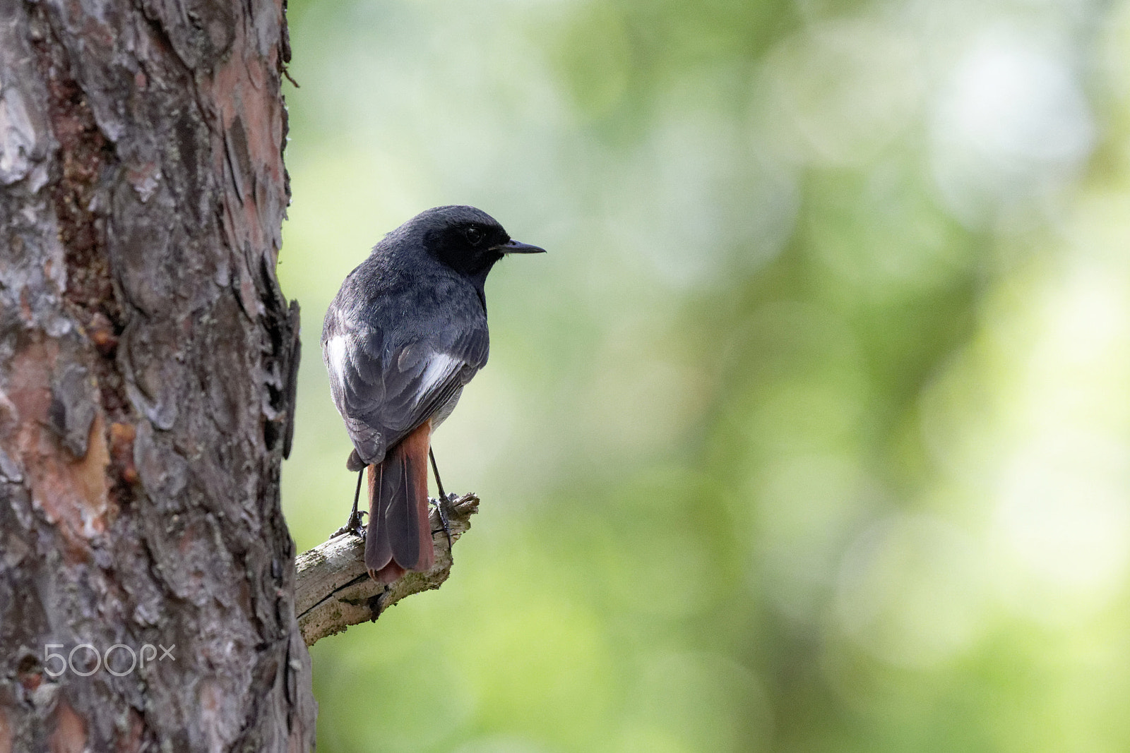 Canon EOS 7D Mark II sample photo. Redstart ukraine photography