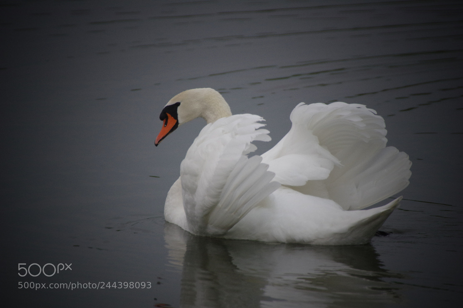 Pentax K-3 sample photo. Swan photography