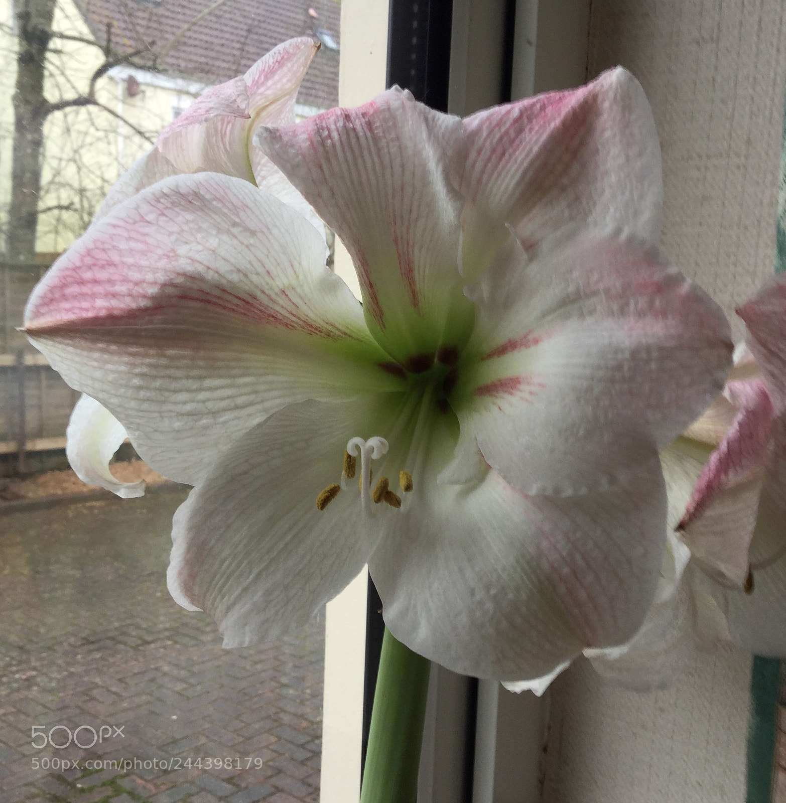 Apple iPod touch sample photo. White and pink amaryllis photography