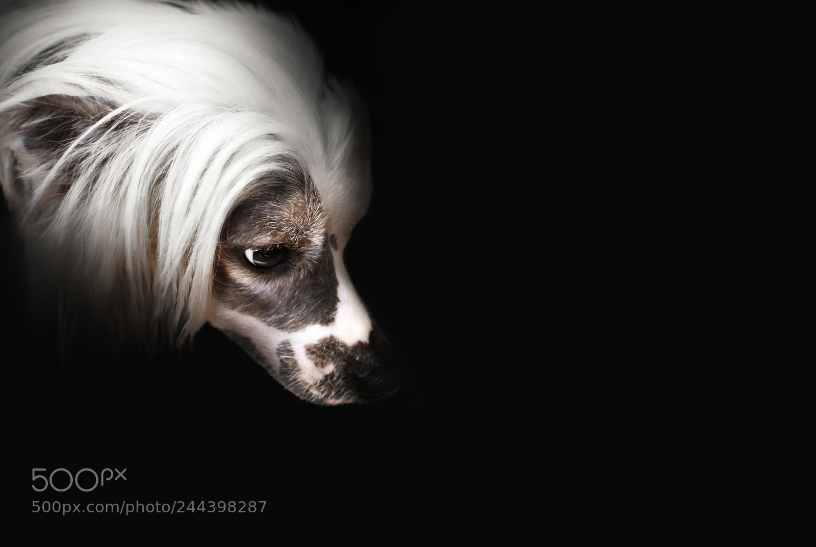 Nikon D7200 sample photo. Chinese crested dog photography