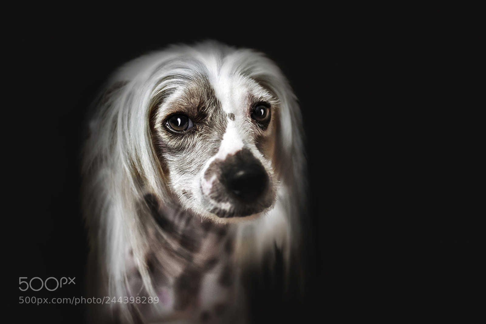 Nikon D7200 sample photo. Chinese crested dog photography