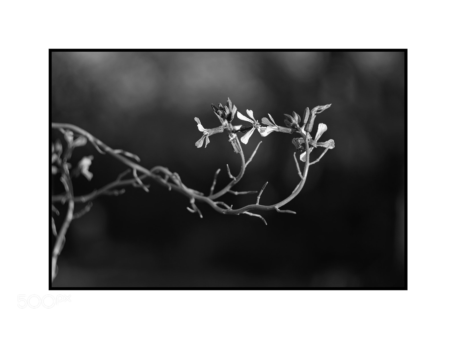 Fujifilm X-T1 sample photo. Helios 44m-4 week photography
