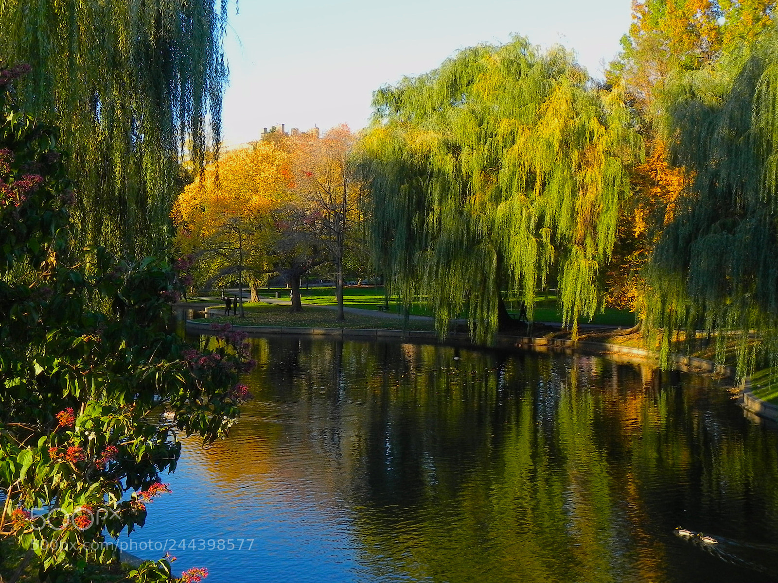 Nikon Coolpix P100 sample photo. Boston public garden in photography