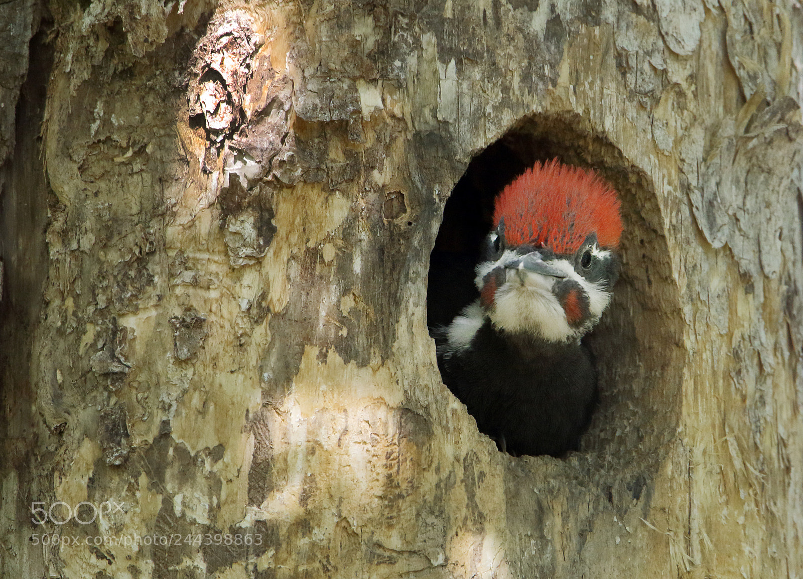 Canon EOS 7D Mark II sample photo. Fledgling woodpecker photography
