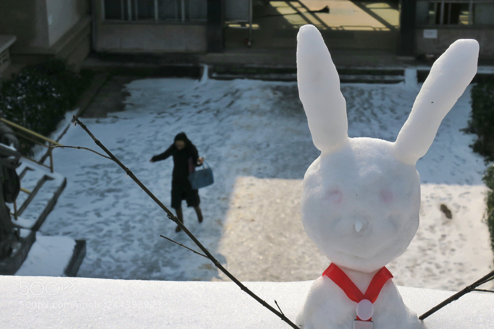 Canon PowerShot G3 X sample photo. Snow rabbit photography