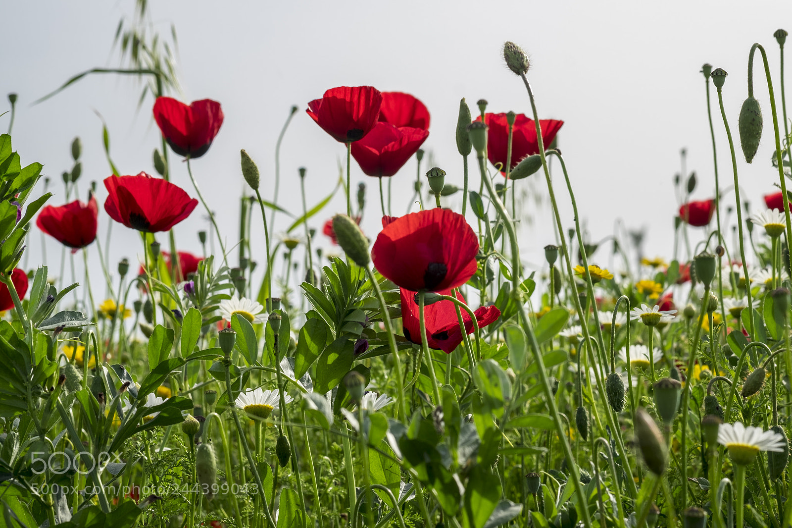 Fujifilm X-T10 sample photo. Flowers photography