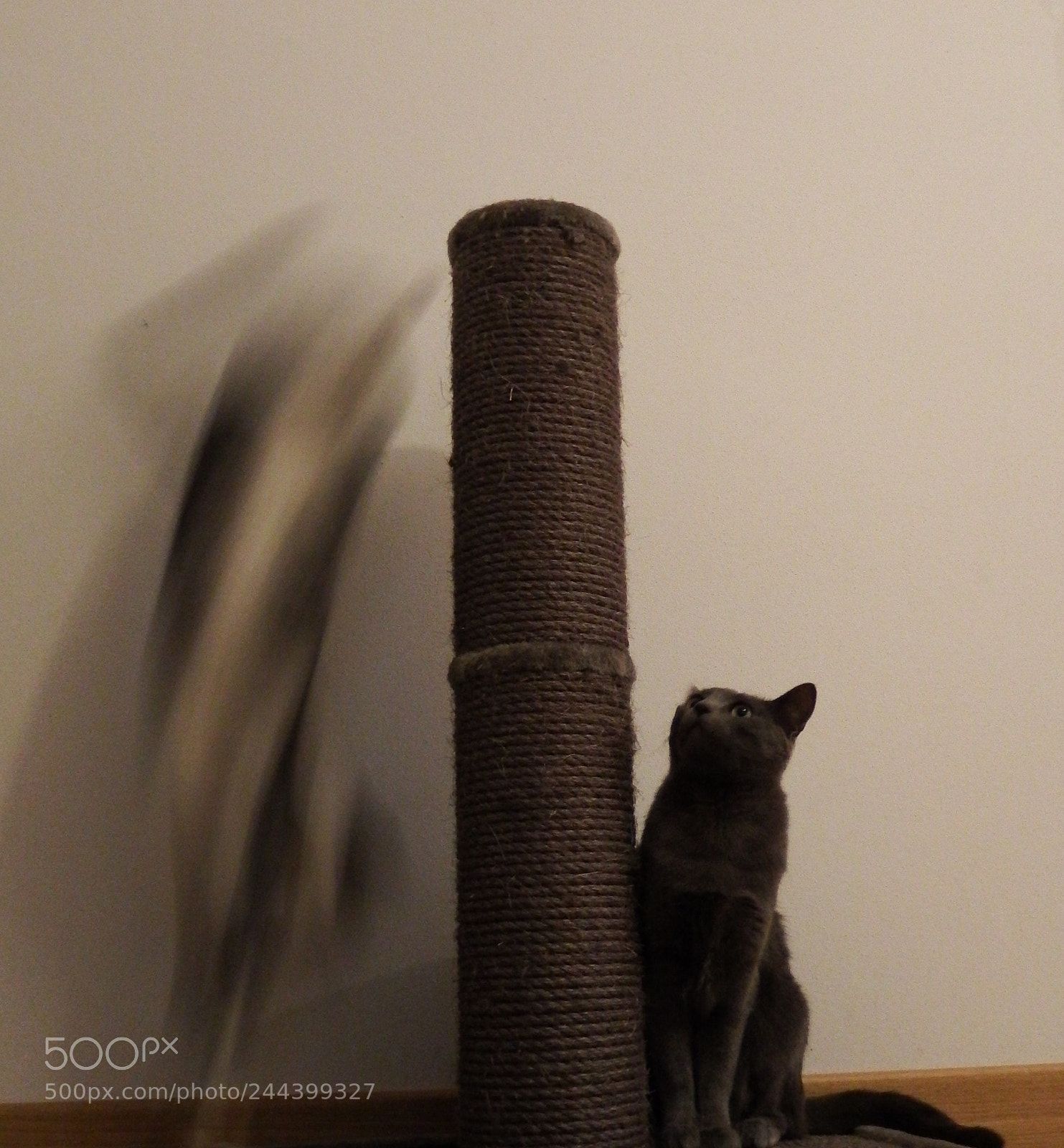 Fujifilm FinePix S1 sample photo. Flash cat photography