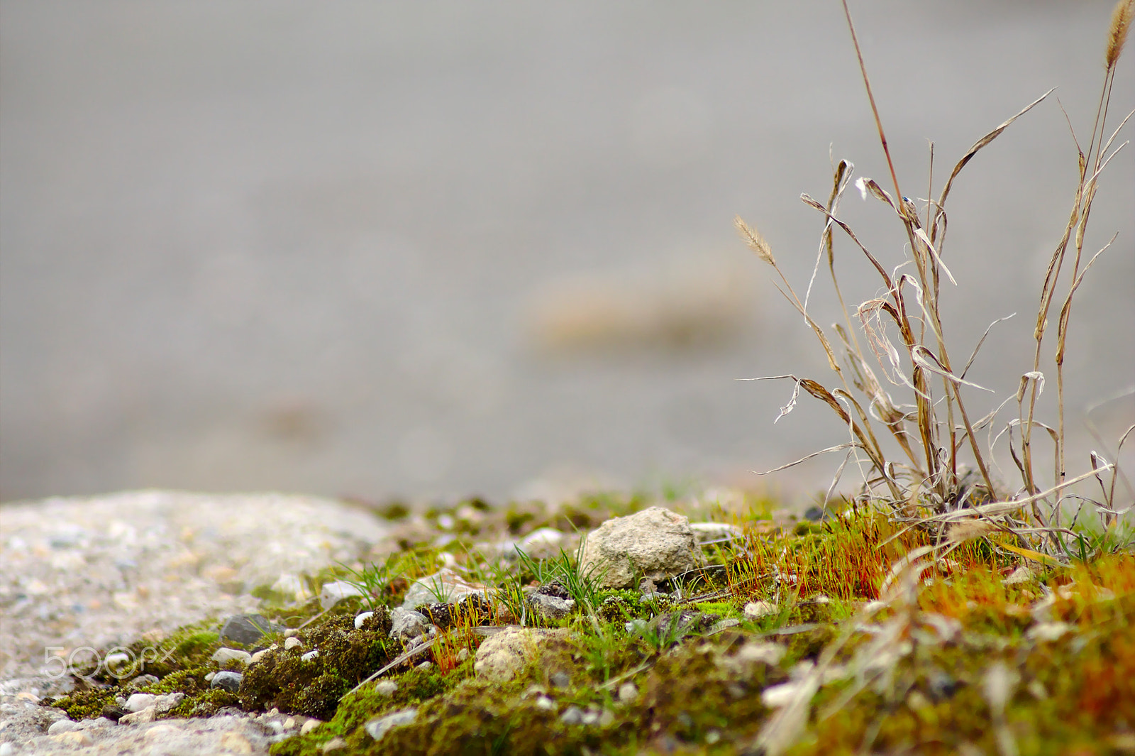 Canon EOS 1100D (EOS Rebel T3 / EOS Kiss X50) sample photo. Moss photography