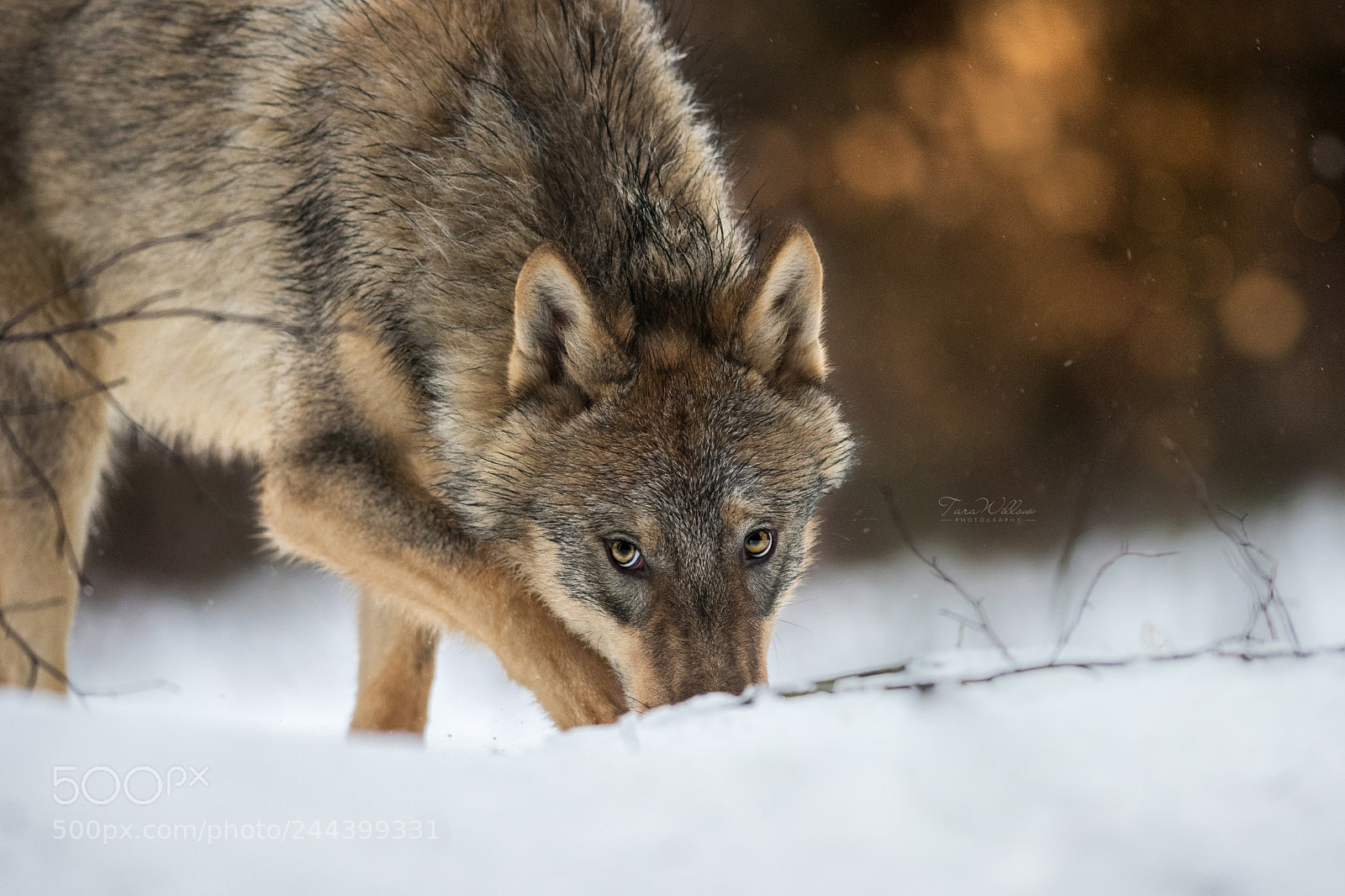 Nikon D500 sample photo. Golden wolf photography