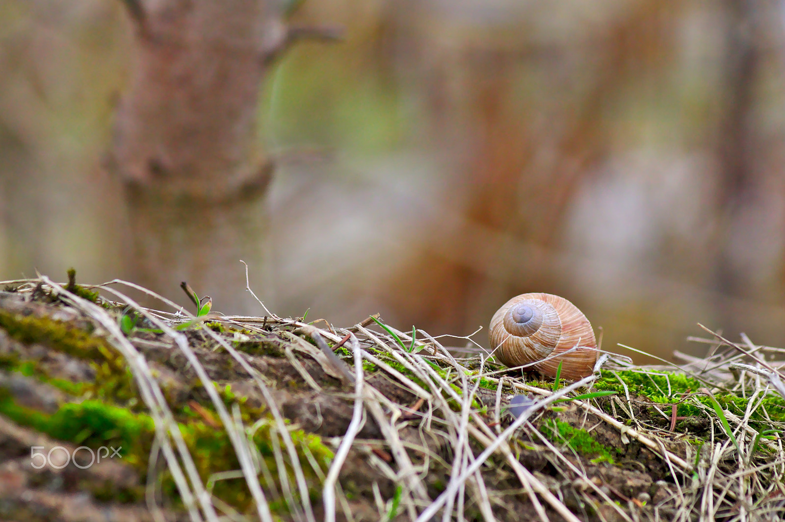 Canon EOS 1100D (EOS Rebel T3 / EOS Kiss X50) sample photo. Uzumaki photography