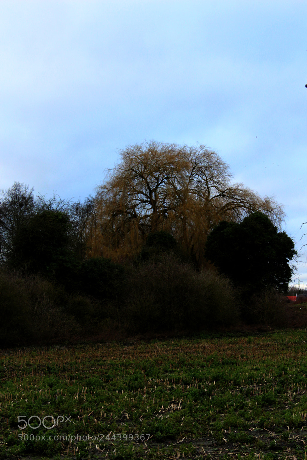 Canon EF-S 18-55mm F3.5-5.6 III sample photo. Saule pleureur en hivers photography