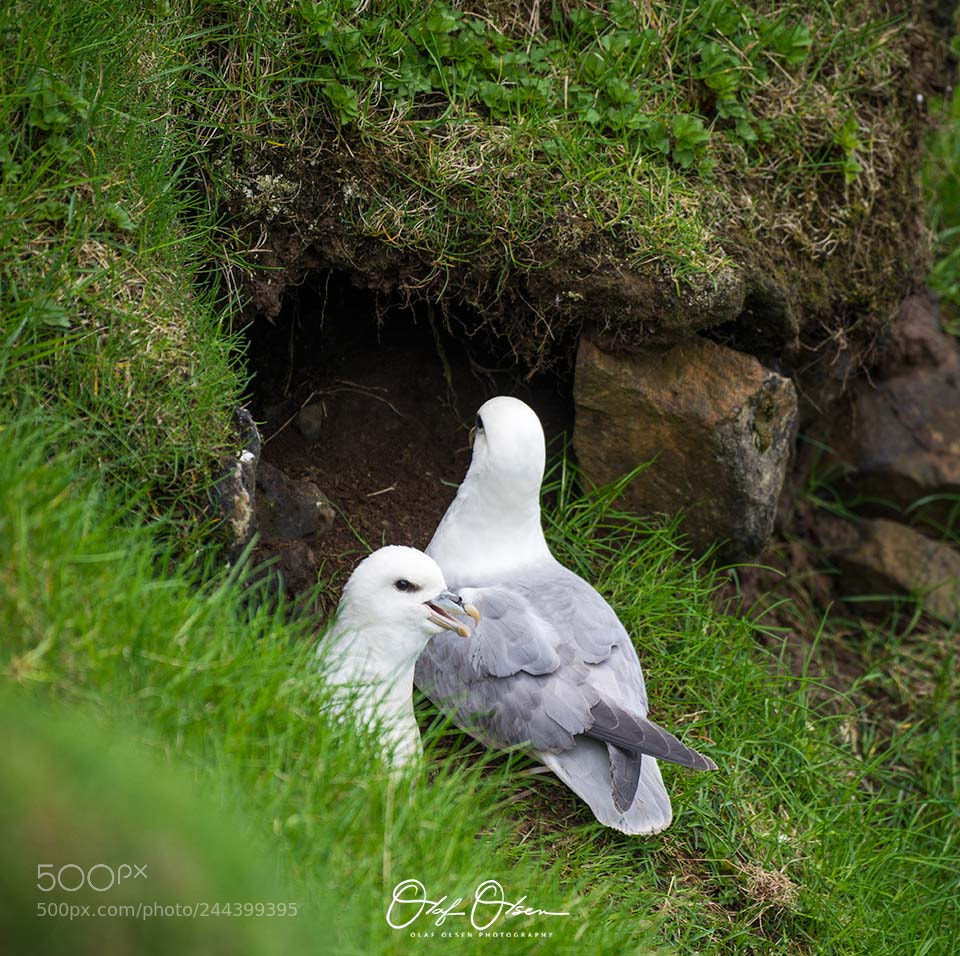Nikon D600 sample photo. Fulmar photography