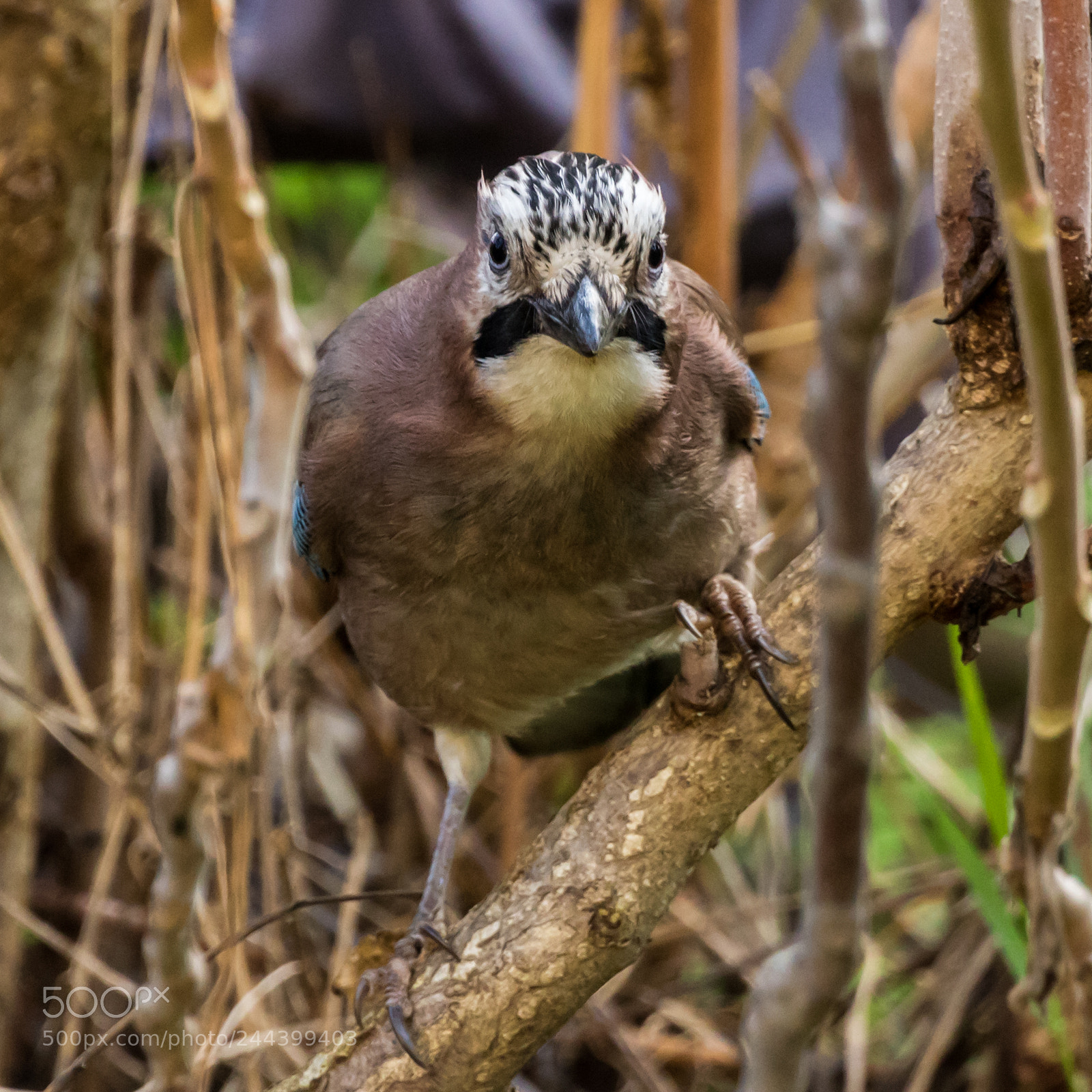 Canon EOS 7D Mark II sample photo. Straight in the eyes photography
