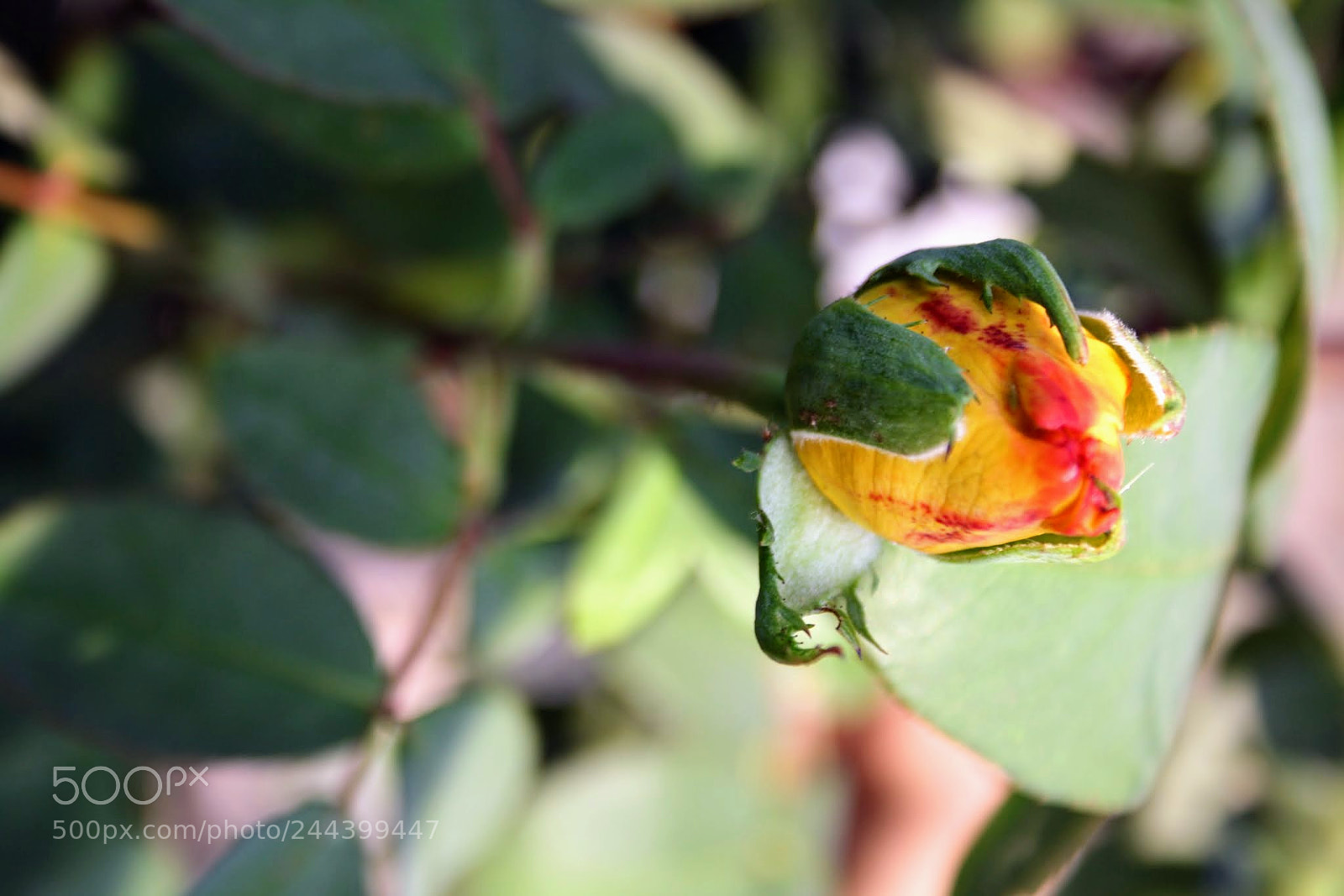 Canon EOS 1000D (EOS Digital Rebel XS / EOS Kiss F) sample photo. Rosebud photography