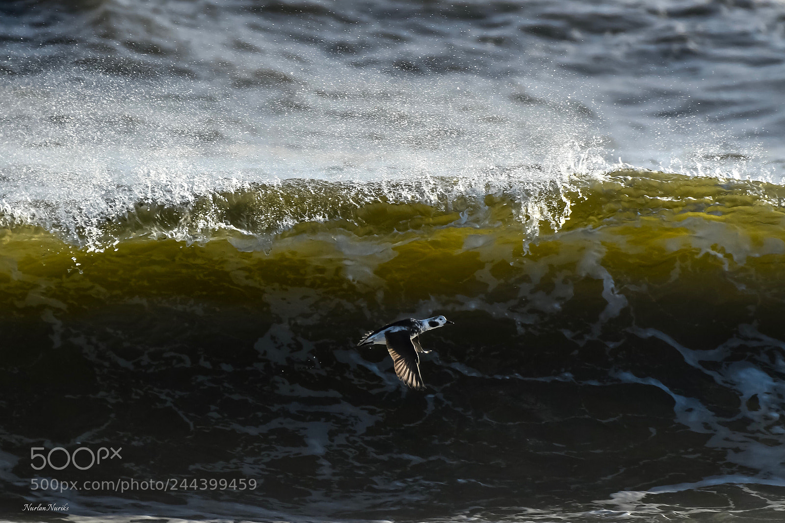 Nikon D500 sample photo. Long-tailed duck in flight photography