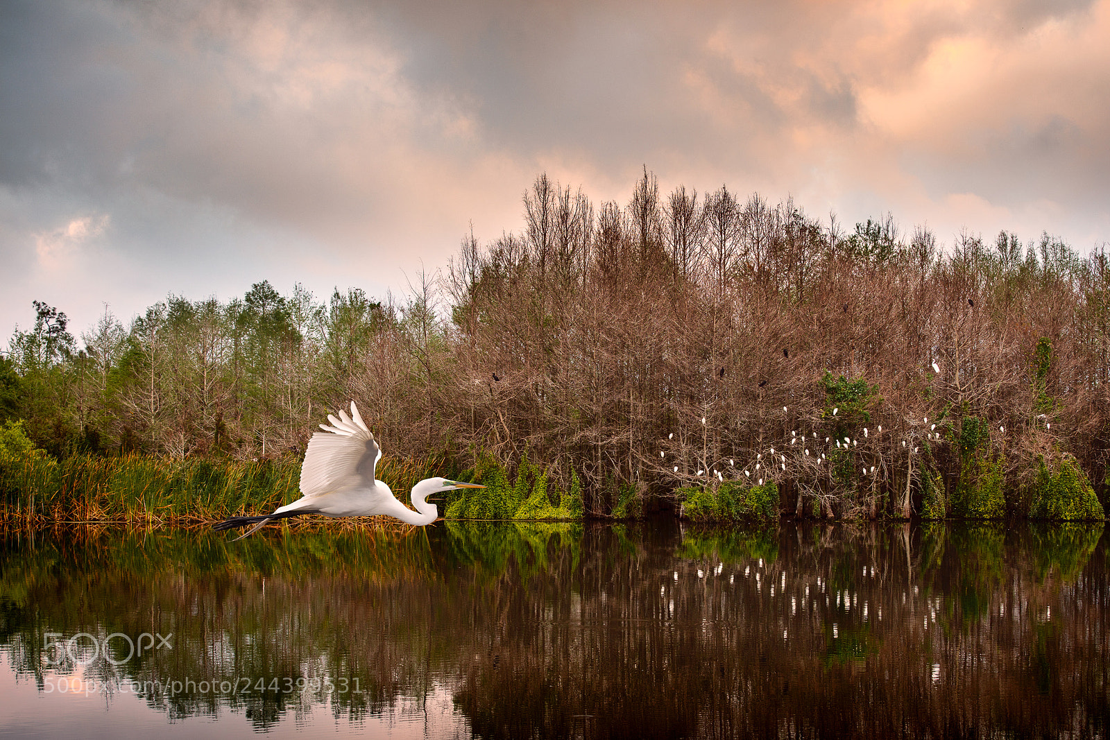 Canon EOS 5DS R sample photo. Egret in flight photography