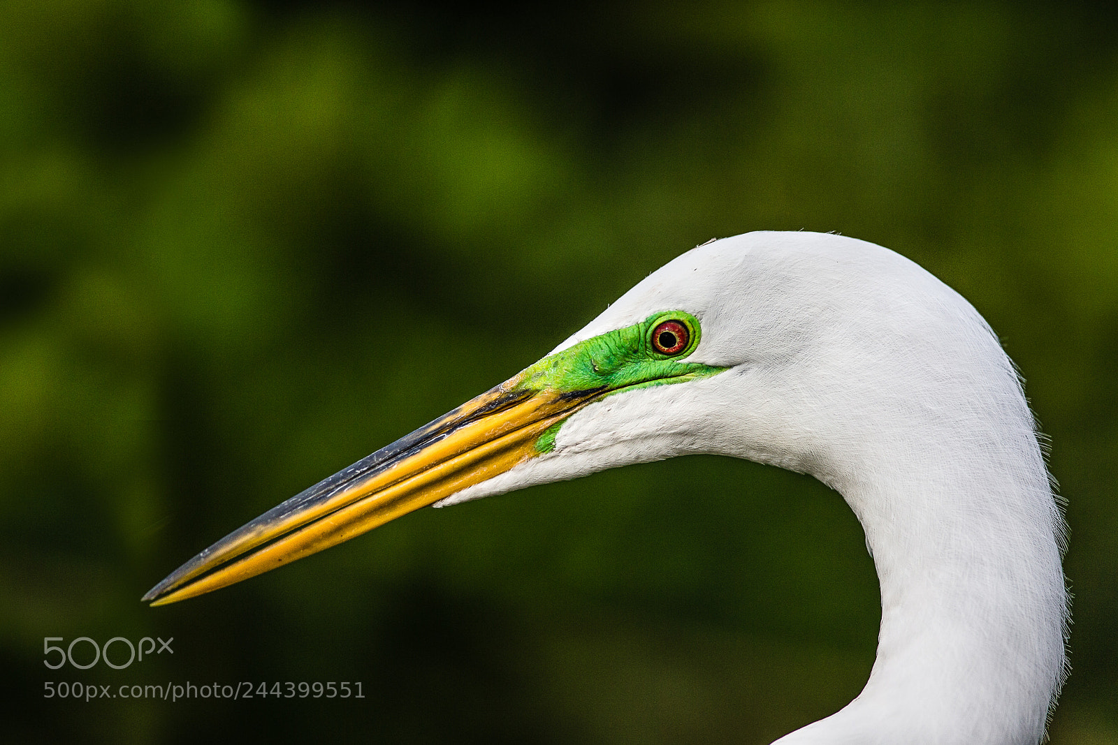 Canon EOS-1D X sample photo. Egret photography