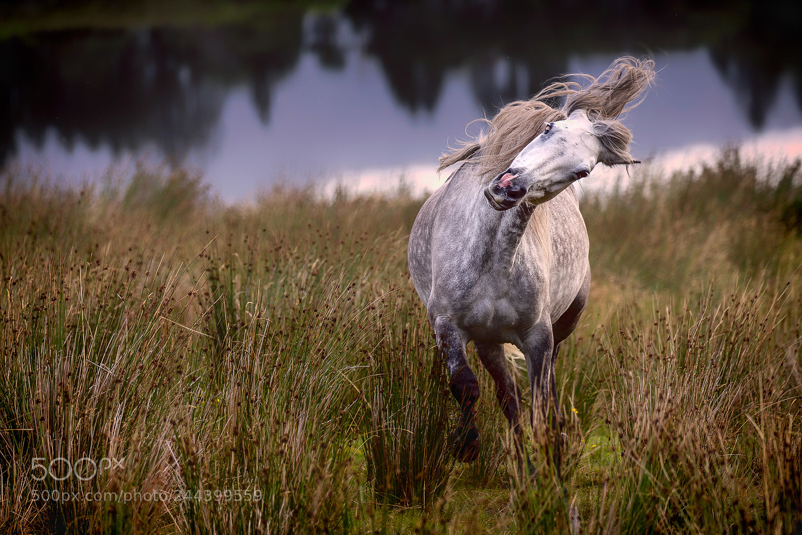 Canon EOS-1D X sample photo. Connemara pony photography