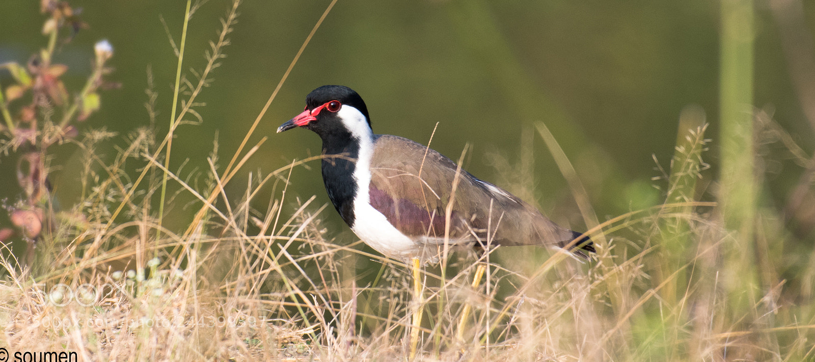 Nikon D5500 sample photo. Red wattled lapwing photography