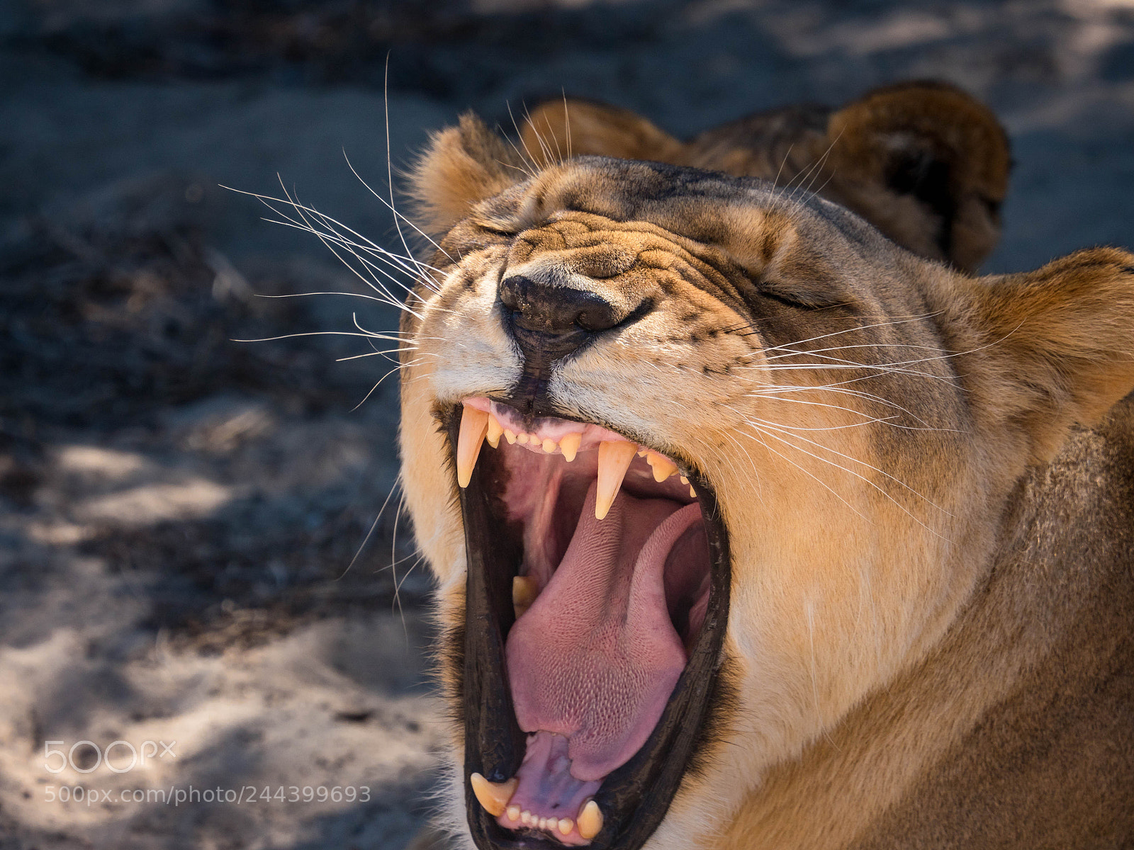 Panasonic Lumix DMC-GH4 sample photo. The killer yawn of photography