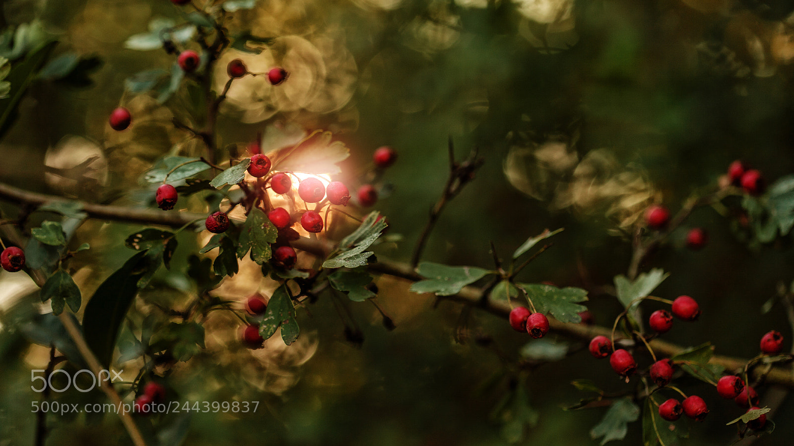 Canon EOS 5D sample photo. - photography