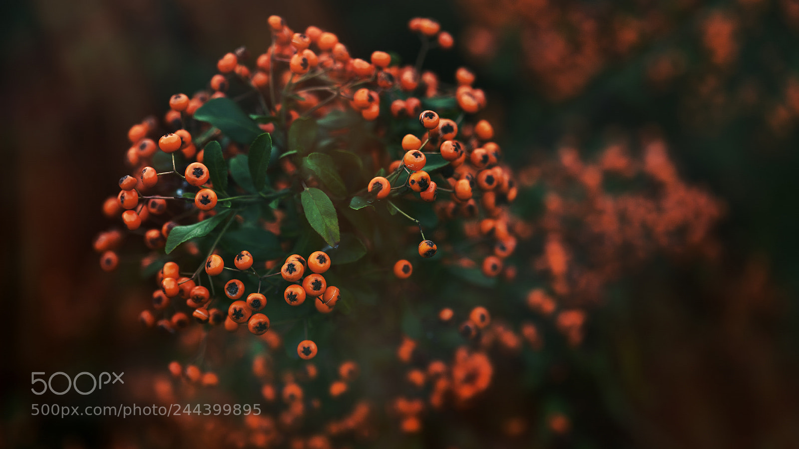 Canon EOS 5D sample photo. - photography
