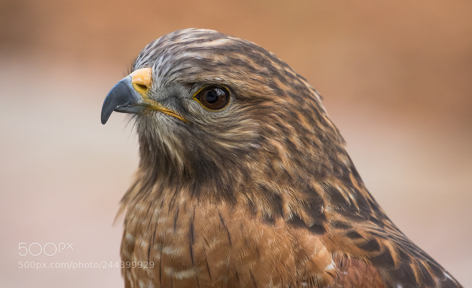 Canon EOS 7D Mark II sample photo. Red-hawk portrait photography
