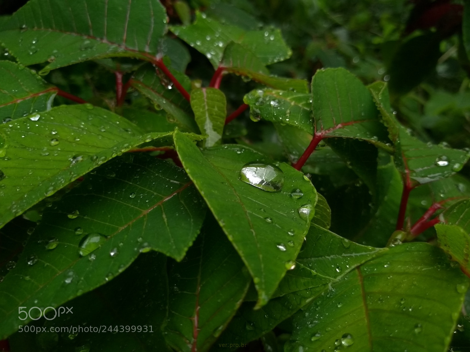 Motorola Moto G (5S) sample photo. Chuva photography