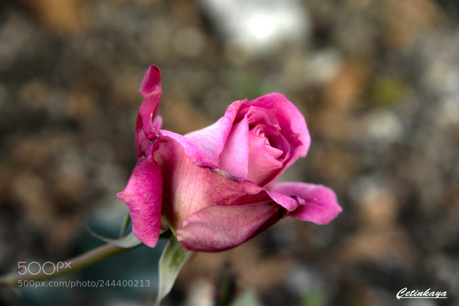 Nikon D700 sample photo. Bud rose photography