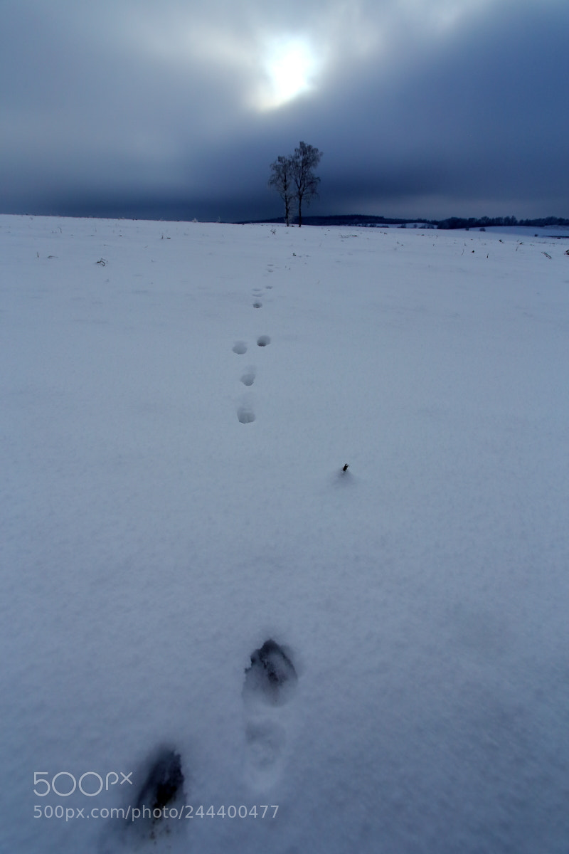 Canon EOS 6D + Canon EF 17-40mm F4L USM sample photo. Winter photography