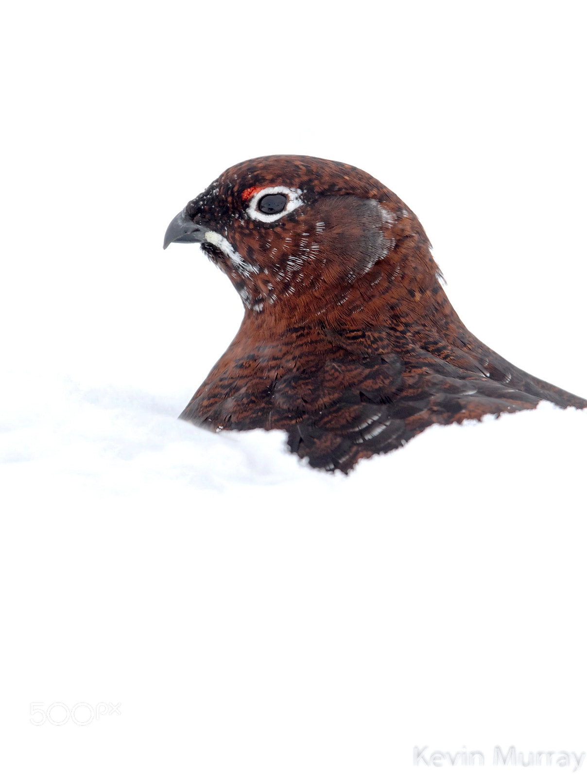 Canon EOS 7D Mark II sample photo. Red grouse. photography