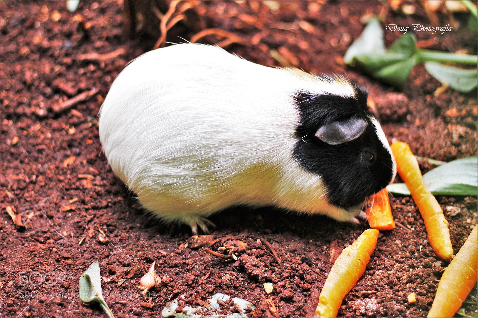 Canon EOS 1200D (EOS Rebel T5 / EOS Kiss X70 / EOS Hi) sample photo. Guinea pig!!! photography