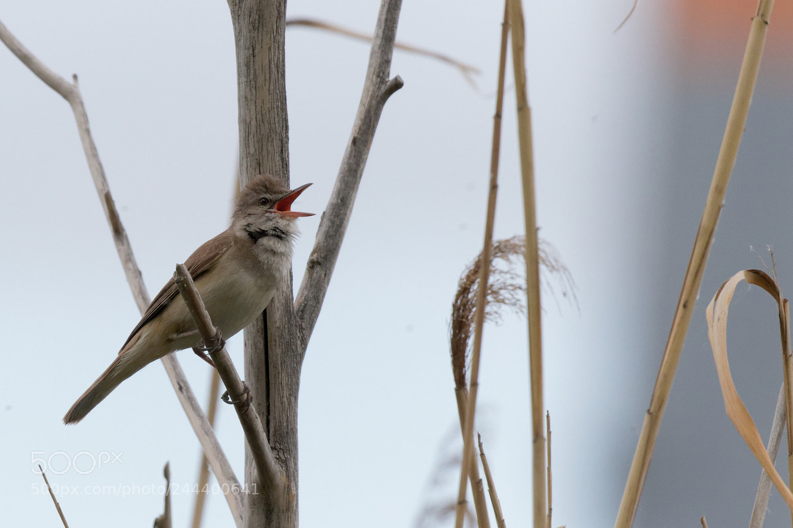 Canon EOS 7D Mark II sample photo. Reed warbler ukraine photography