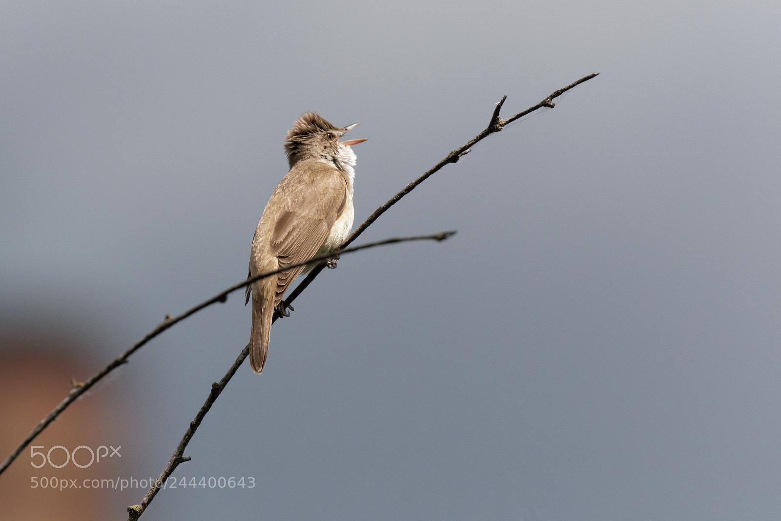 Canon EOS 7D Mark II sample photo. Reed warbler ukraine photography