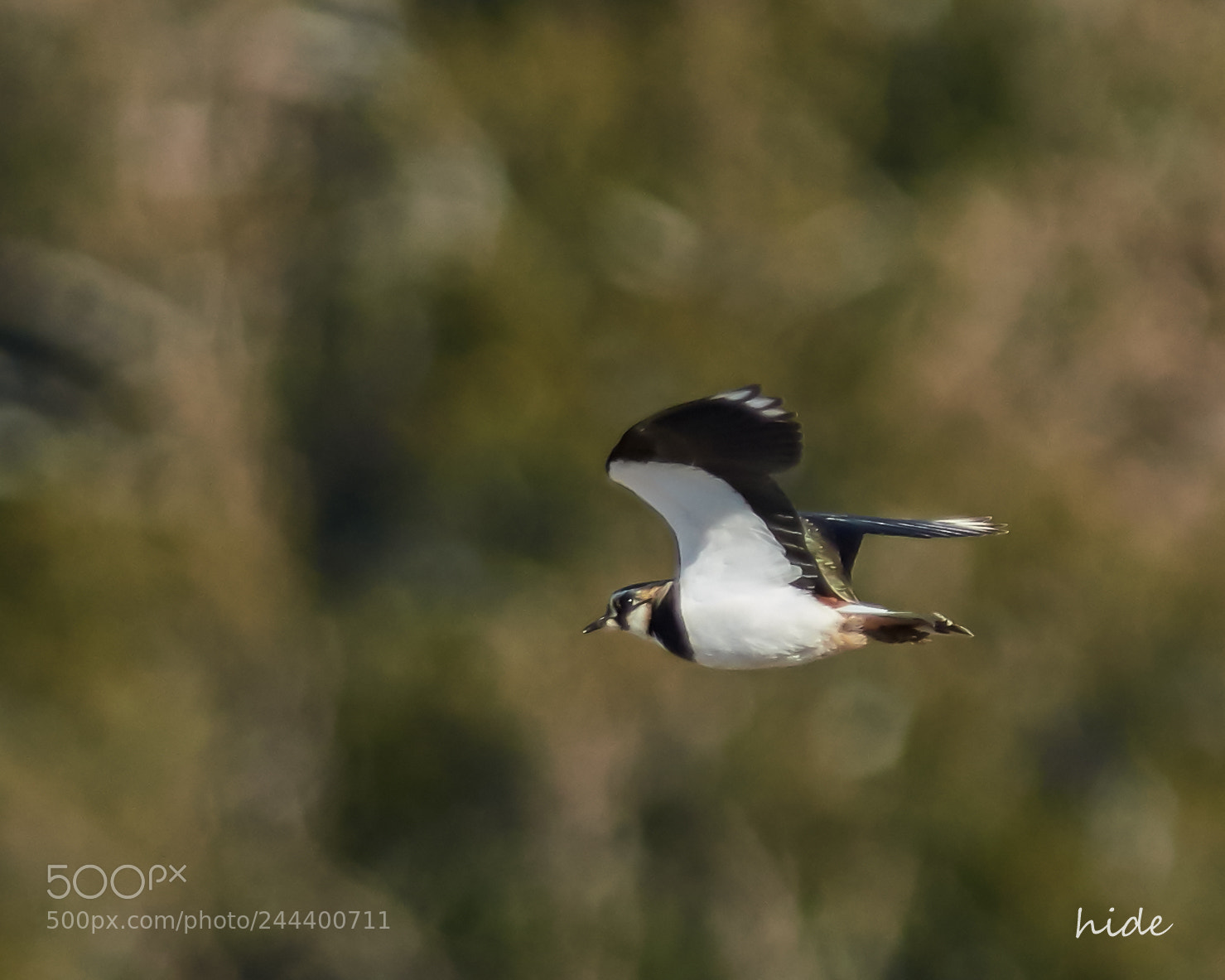 Nikon D500 sample photo. Flight of a lapwing photography