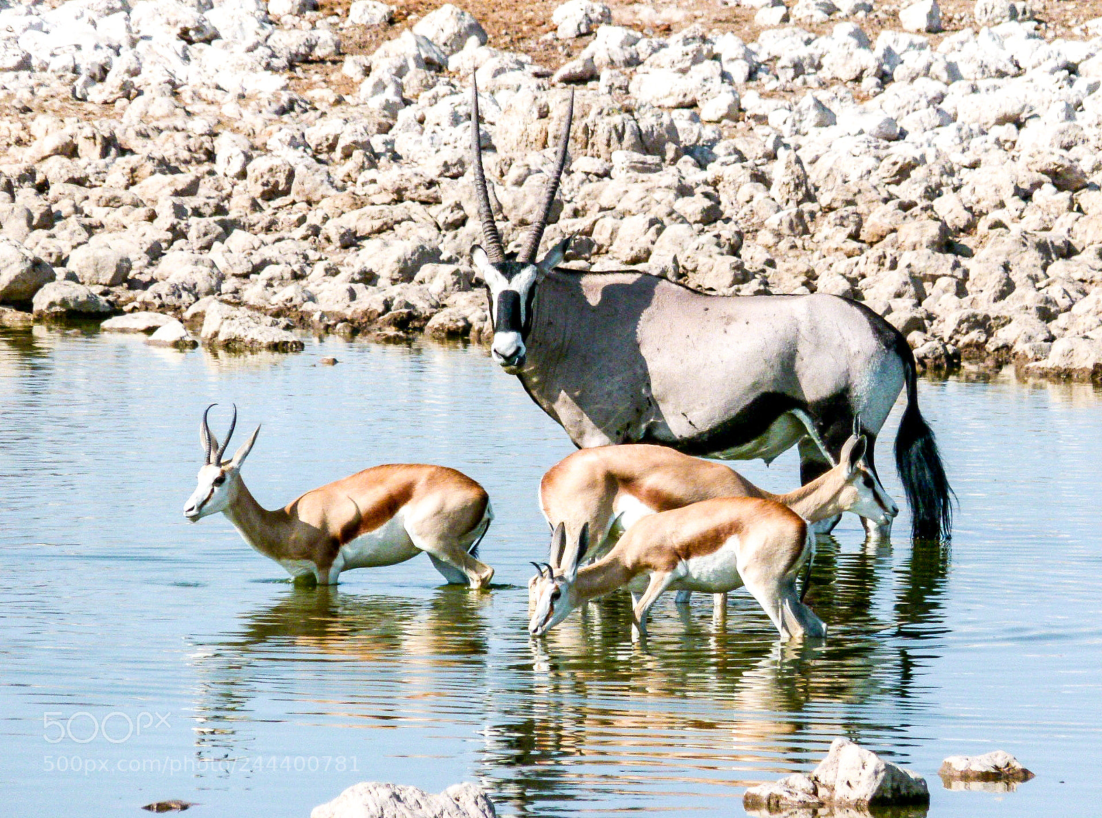 Panasonic Lumix DMC-FZ100 sample photo. Oryx and impalas at photography