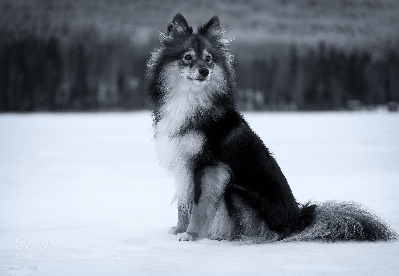 Samsung NX1000 sample photo. Liinu photography
