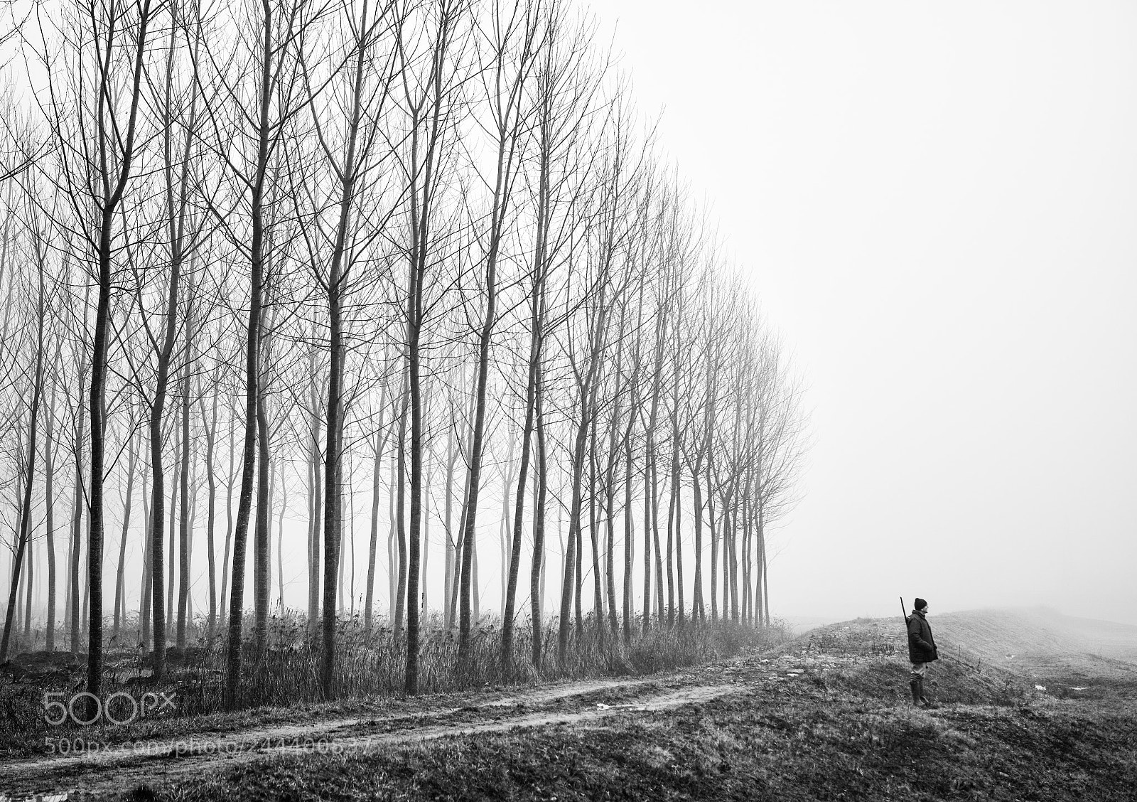 Nikon D810 sample photo. Alberi paesaggi natura photography