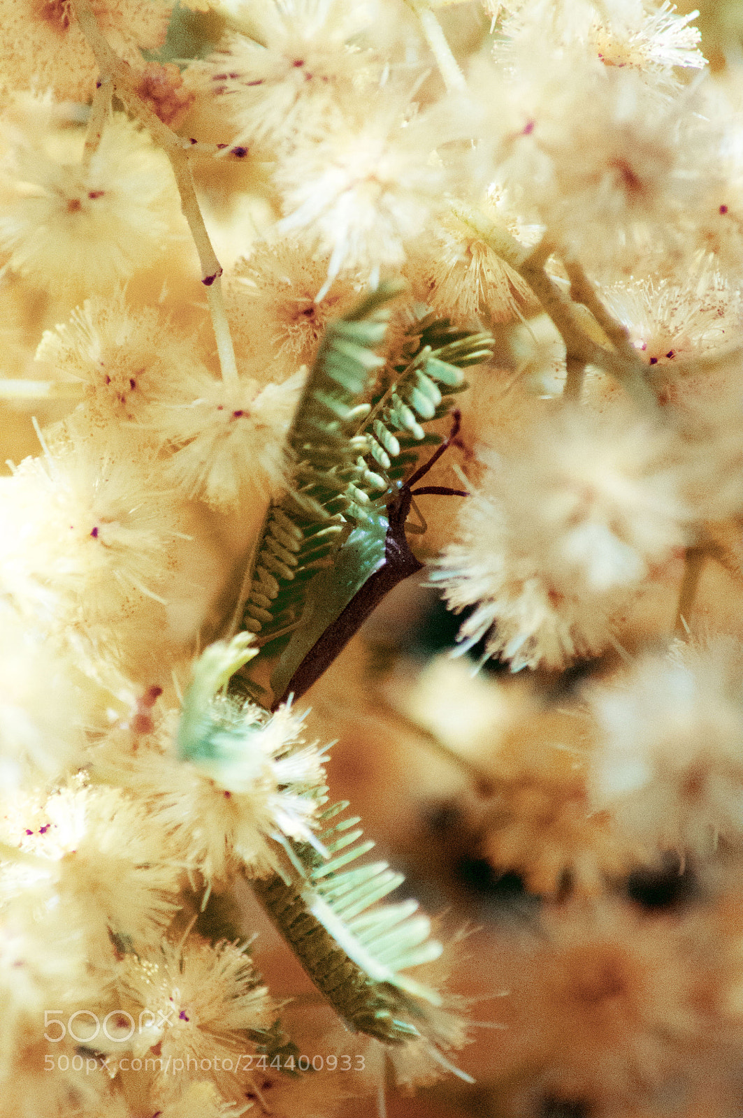 Pentax K-x sample photo. Cripsis photography