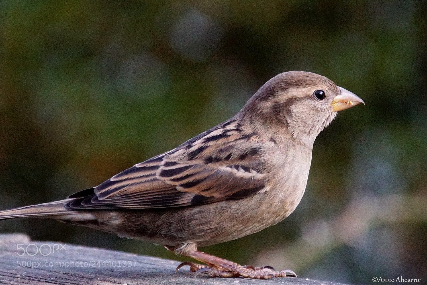 Sony ILCA-77M2 sample photo. Female house sparrow photography