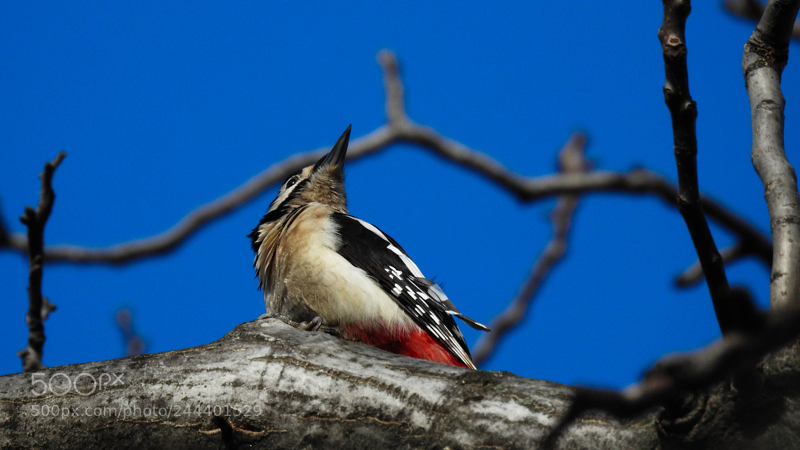 Nikon Coolpix P900 sample photo. Woodpecker photography