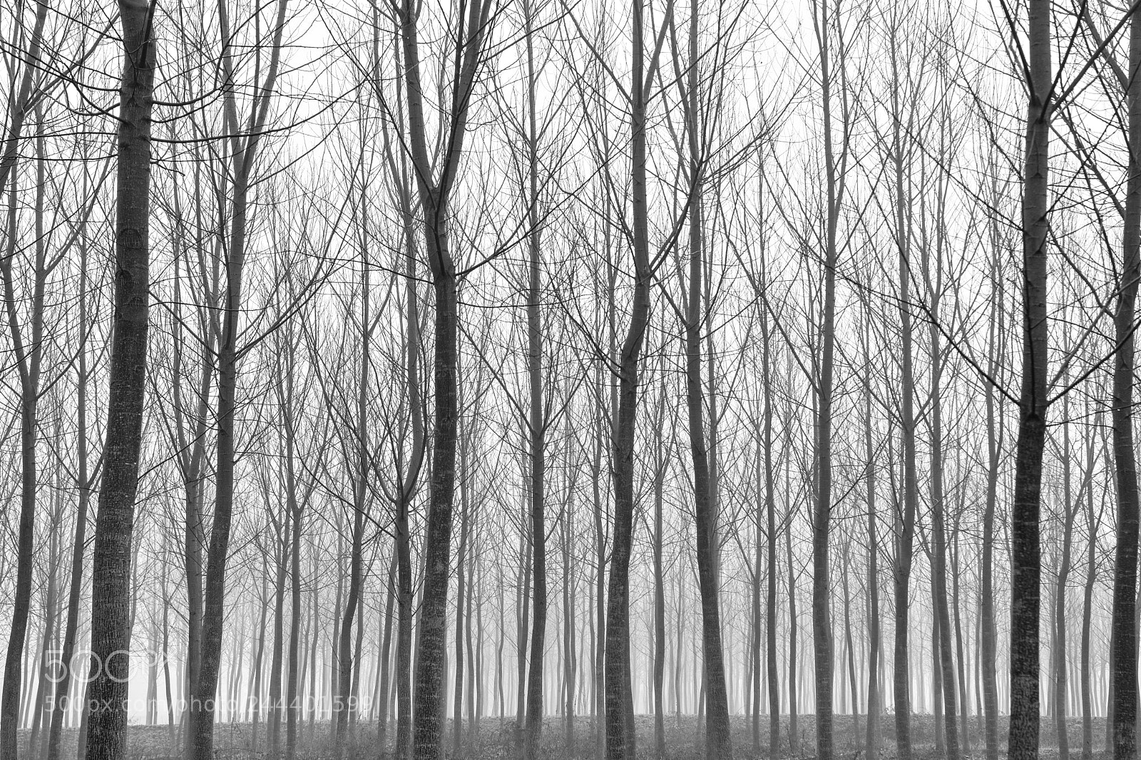 Nikon D810 sample photo. Alberi paesaggi natura photography
