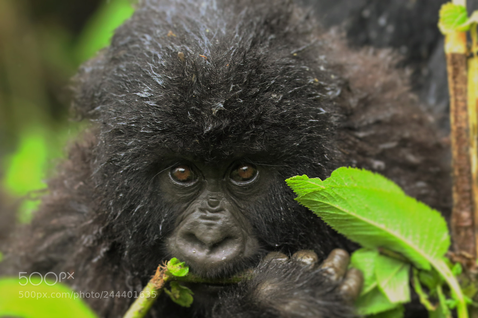 Canon EOS 7D Mark II sample photo. Mountain gorilla taken in photography