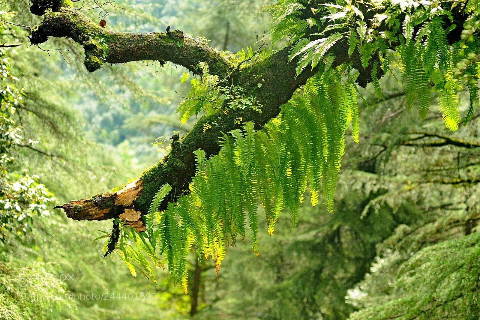 Nikon D700 sample photo. Green photography