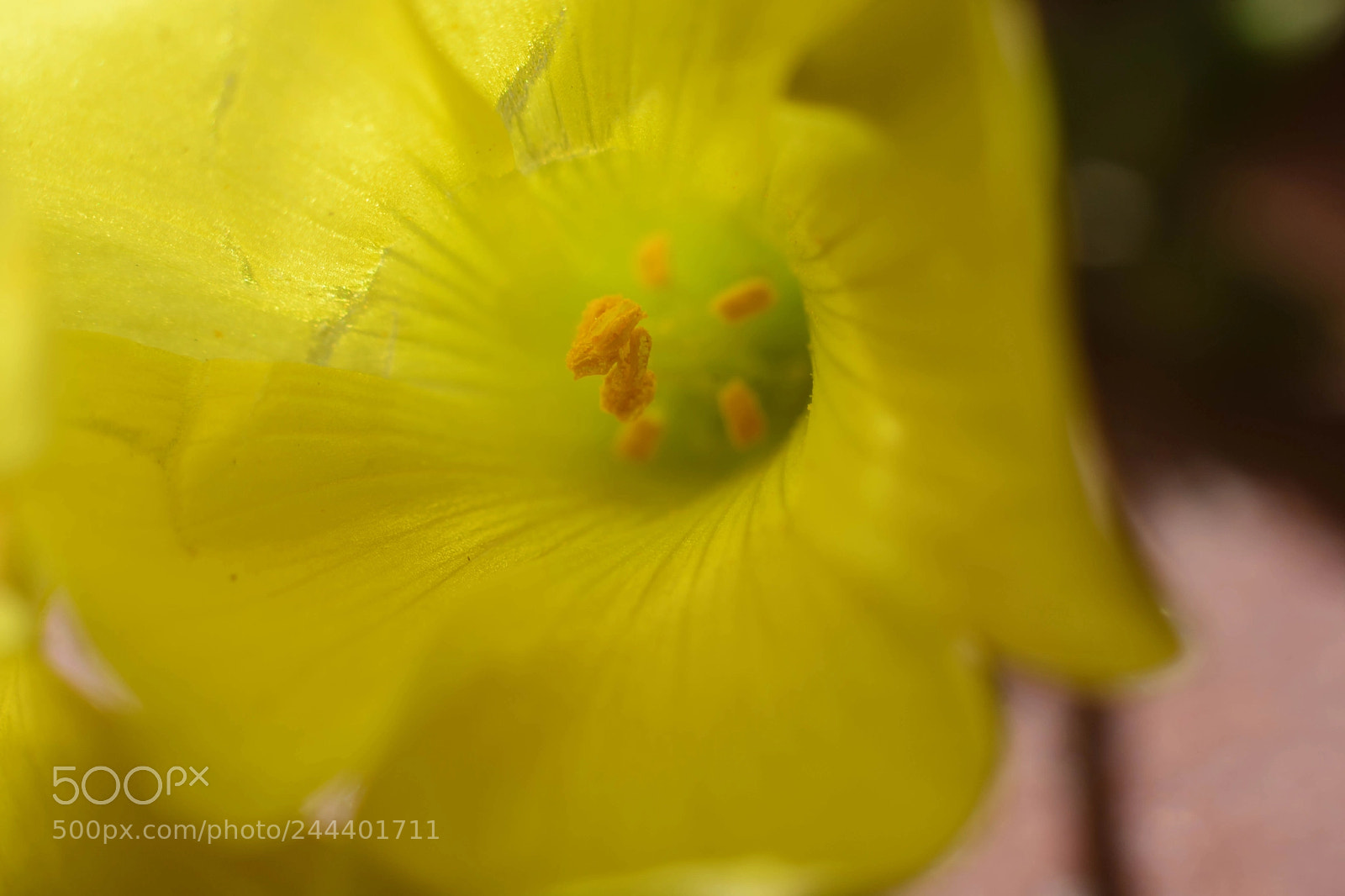 Nikon D7100 sample photo. Amarillo....yellow ... photography
