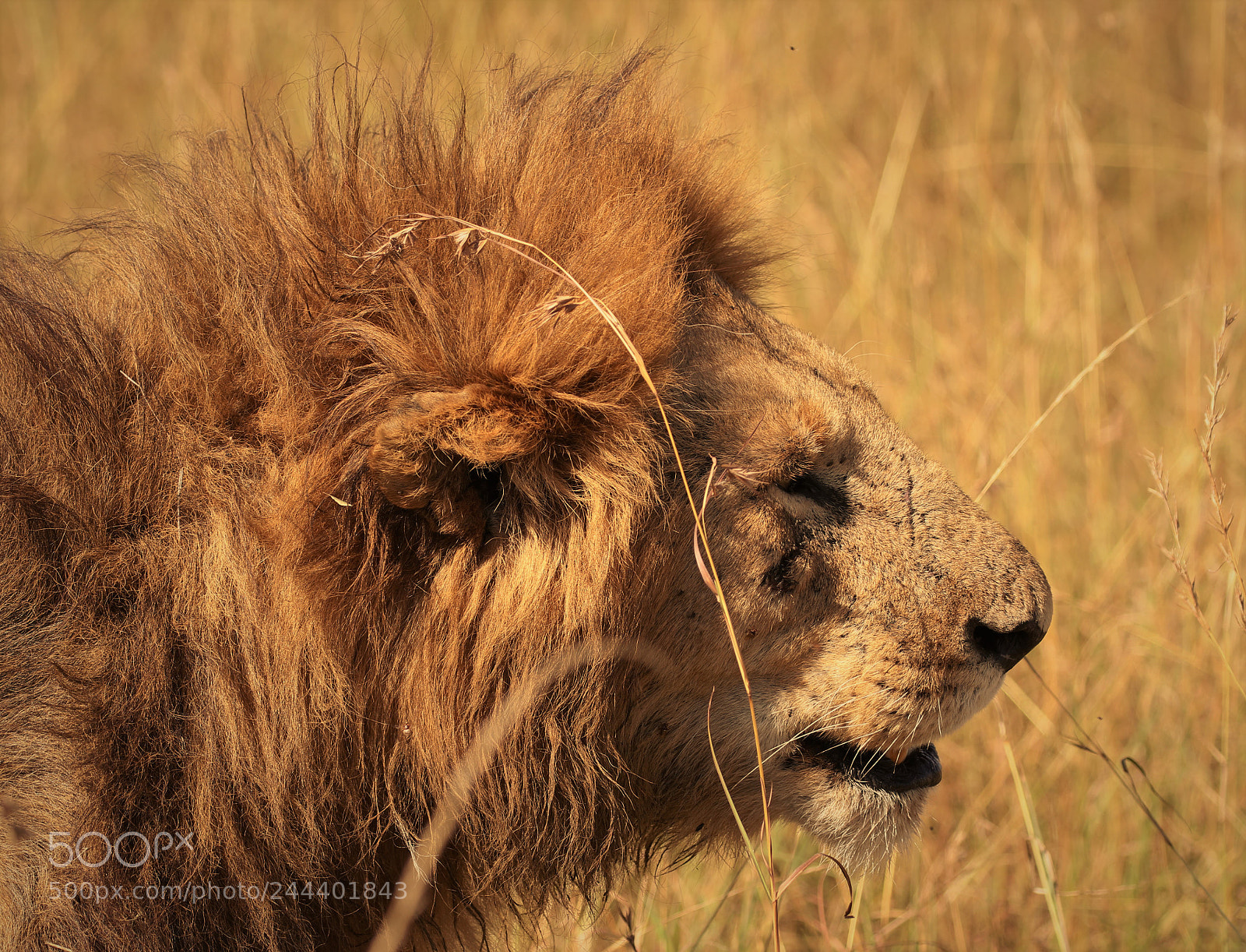 Canon EOS 7D Mark II sample photo. Taken in the masai photography