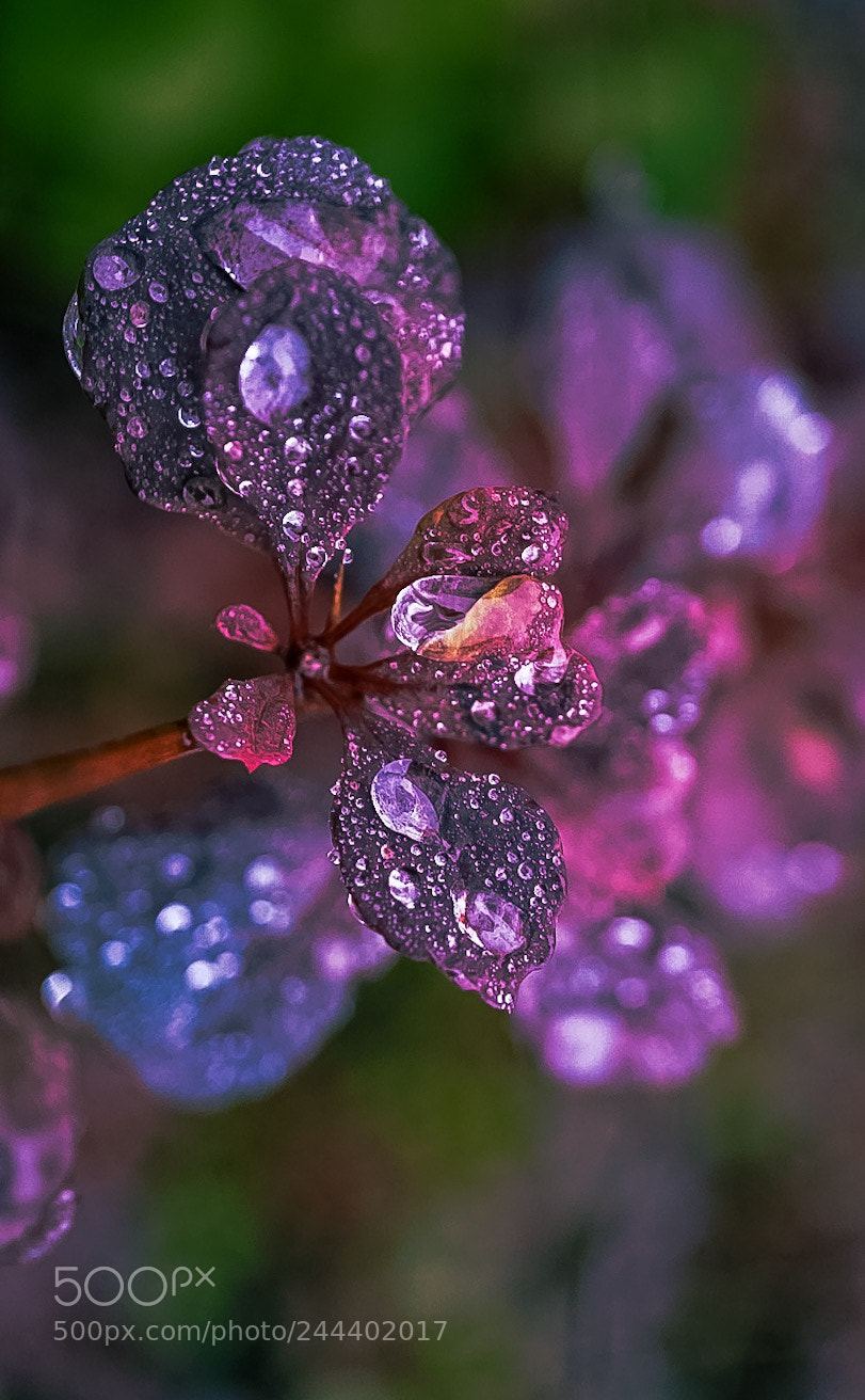 Sony a7 II sample photo. Sin ad o'c photography