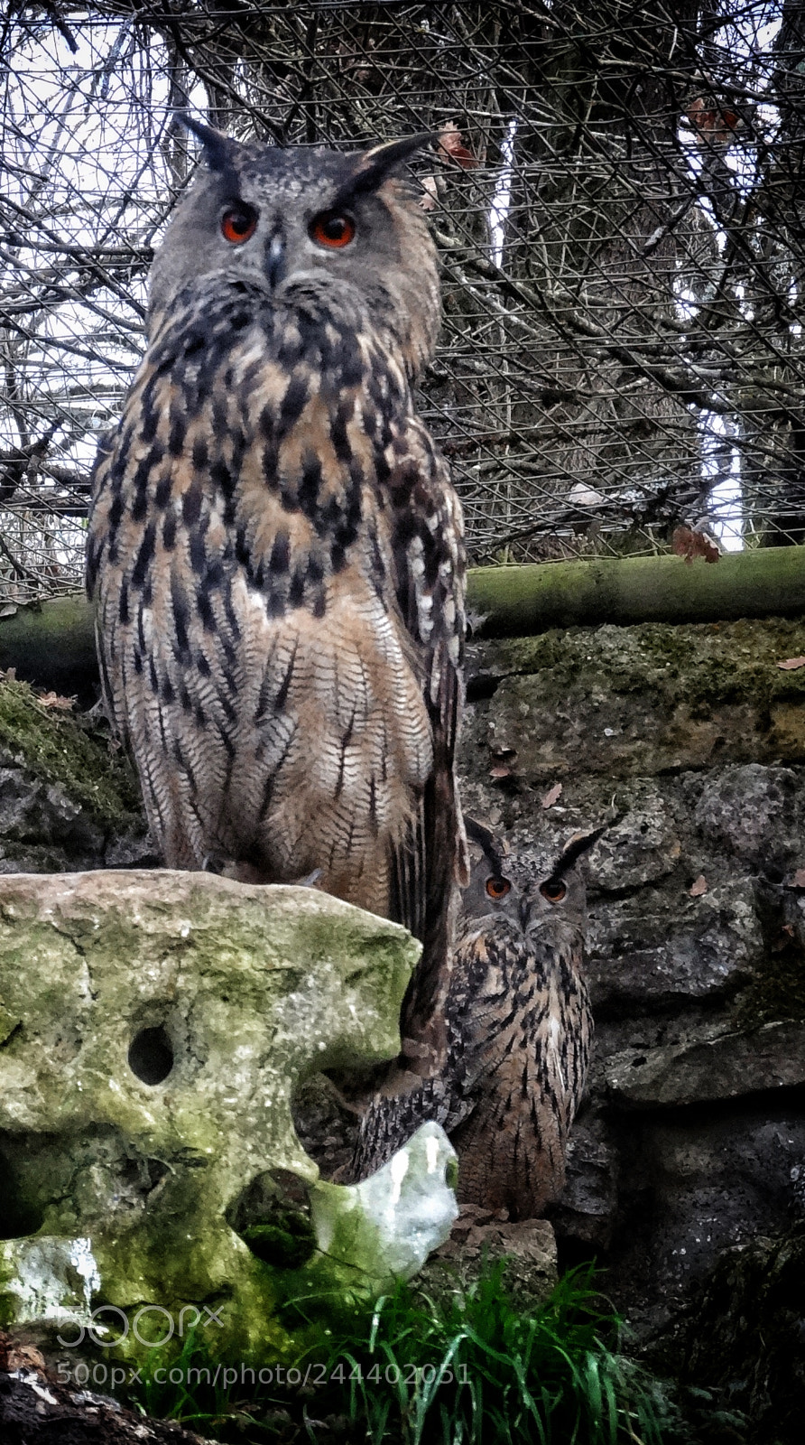 Sony Cyber-shot DSC-HX20V sample photo. Owls photography