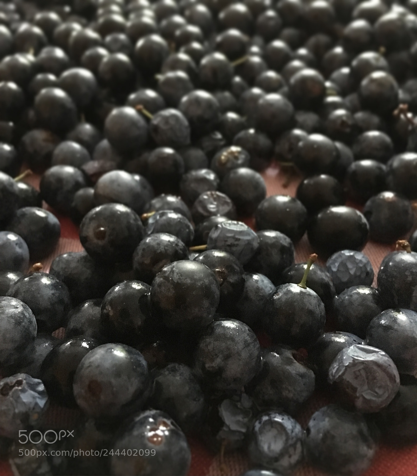 Apple iPhone 6s sample photo. Bargnolino photography